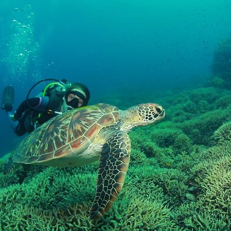 داوين Bongo Bongo Divers المظهر الخارجي الصورة